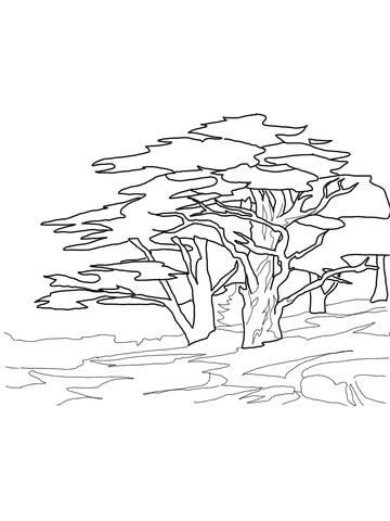 Cedar Trees Coloring Page